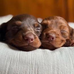Dachshund puppies from Cold Mountain Dachshunds