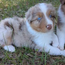 Cupid - red merle male - Red merle male Australian Shepherd puppy in Texas from Wray Aussies