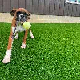 Boxer Puppies from Pawsitively Amazing Boxers LLC