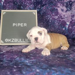 Piper - Fawn brindle and white female Bulldog puppy in Hillsdale County, Michigan from KZ Bullies LLC