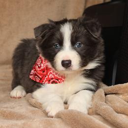 Jingle - Slate (Blue) - Slate male Border Collie puppy in Courtland, Alabama from C Bar C Ranch Border Collies