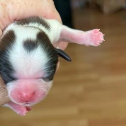 Girl 2 - Tricolor female Shih Tzu puppy in Clifton Springs, New York from Whispering Winds Charmed Hollow