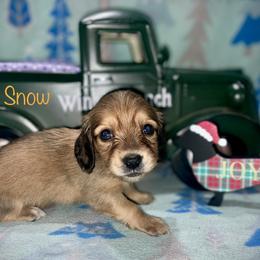 Oaklee (Lillia) - Cream female Dachshund puppy in Cadillac, Michigan from Winzig Ranch