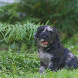 Bergamasco Sheepdog Puppies from Alp Angel Bergamascos