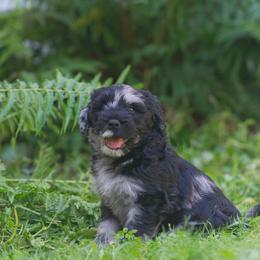 Bergamasco Sheepdog Puppies from Alp Angel Bergamascos