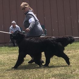 Stella - Newfoundland