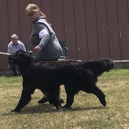 Stella - Newfoundland