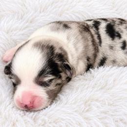 Clay - Blue merle and white male Cardigan Welsh Corgi puppy in Kerens, West Virginia from Leather & Lace