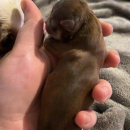 Hershey - Chocolate and white female Chihuahua puppy in Austin, Indiana from Dog Bones N Harmony