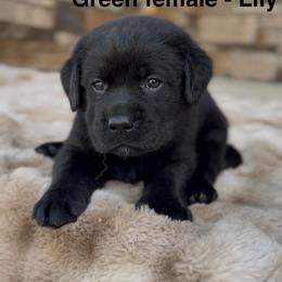 Girl 1 - Black female Labrador Retriever puppy in Chapel Hill, Tennessee from Pure Heaven Labs