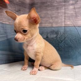 Toasted - Fawn and white male Chihuahua puppy in Sherwood, Arkansas from Bartelt Breeders