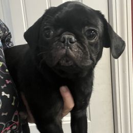 Luke - Black male Pug puppy in Ludowici, Georgia from Royal Destiny Kennels