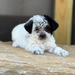 Snoopy - Black & white male Maltipoo puppy in Lancaster, South Carolina from 3 Bs Havanese-PUPPIES with  PURPOSE