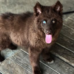 Iron - Red and white male Siberian Husky puppy in Deer Park, Texas from SouthernBell Siberian Huskies