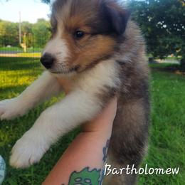 Bartholomew - Sable and white male Collie puppy in Mattoon, Illinois from Gold Leaf Collies