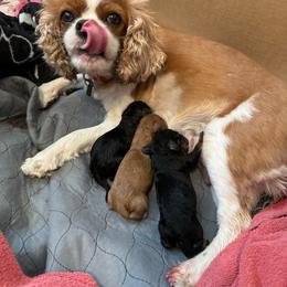 Fergie - Cavalier King Charles Spaniel