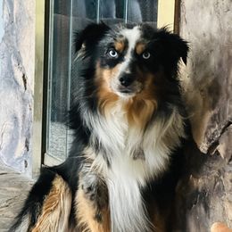 Buck - Miniature Australian Shepherd