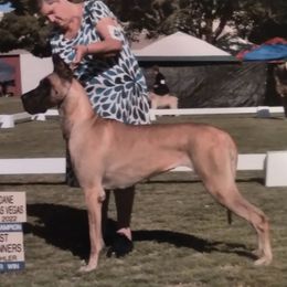 Whisper - Great Dane