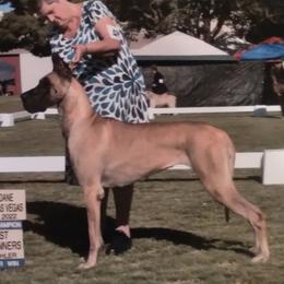 Whisper - Great Dane