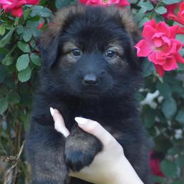 Pink Collar Female - Sable female German Shepherd puppy in Marianna, Florida from Haus M Godwin