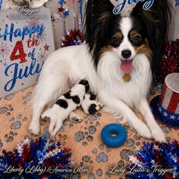 Liberty (Libby) - White black and tan female Papillon puppy in Coatesville, Indiana from Wendy’s Wings