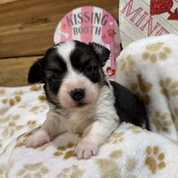 Flora - Fluffy - Black and tan female Pembroke Welsh Corgi puppy in Stillwater, Oklahoma from Steele Family Farms
