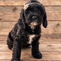 Fig - Black and white female Cockapoo puppy in Santa Barbara, California from K+C Doodles