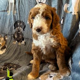 Shyanne - Red  female Goldendoodle puppy in Chino Valley, Arizona from Bass Creek Doodles