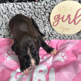 Girl 3 - Brindle female Boxer puppy in Lakeland, Florida from Cote's Boxers