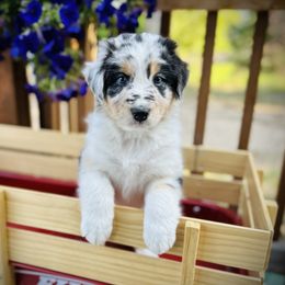 Rip (Rip Van Winkle) - Blue merle Australian Shepherd puppy in Polson, Montana from Whiskey River Aussies