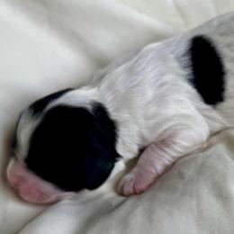 Girl 2 - Black and white female Cavapoo puppy in Locust Grove, Georgia from Southern Charm Cavapoos