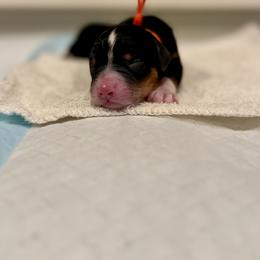 Jaq (Orange Collar) - Tri-color male Bernedoodle puppy in Stanwood, Washington from Butter Cup Pups and Paws