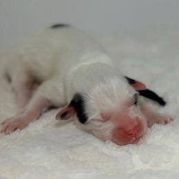 Rookie - White and badger male Great Pyrenees puppy in San Marcos, California from Faith Family Freedom Farm