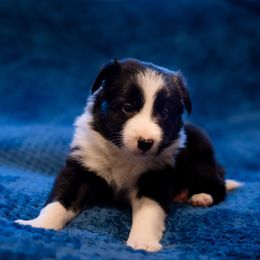 Border Collie Puppies from Snow Pine Ranch