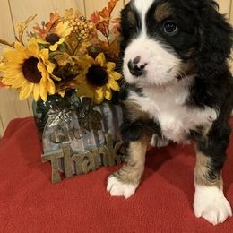 Bernedoodle Puppies from Lake Poygan Bernedoodles