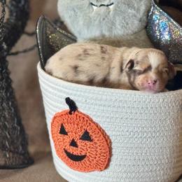 Pinkie Pie - Red merle female Australian Shepherd puppy in California from Eagle River Aussies