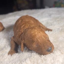 Subway - Red male Cavapoo puppy in Kirksville, Missouri from Show Me Poodles Doodles and Cavaliers