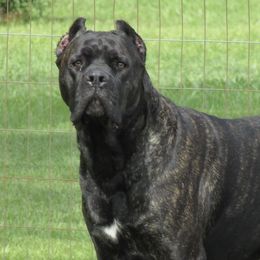 Sarabi - Cane Corso