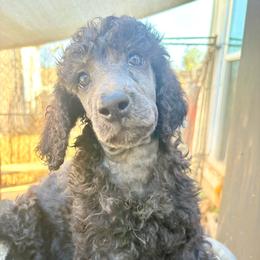 Whimsy - Blue female Poodle puppy in Meadowbrook, California from Standard Poodle Pups
