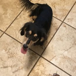 Caroline - Dachshund