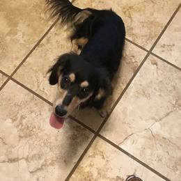 Caroline - Dachshund