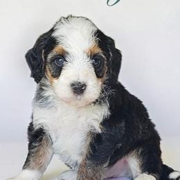 Vinny - Tri-color male Bernedoodle puppy in Glenford, Ohio from Mi-De Doodles