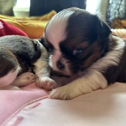 "3 weeks old " Shih Tzu Puppies from Shih Tzus N Giggles