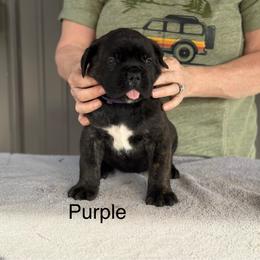 Purple Collar R - Black brindle male Cane Corso puppy in Paris, Texas from Knucklehead Cane Corso