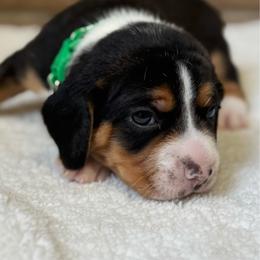 Iggy - Black white and tan male Beagle puppy in Rogersville, Missouri from Hales Little Beagle Haven