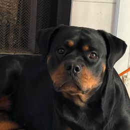 Quinn - Rottweiler