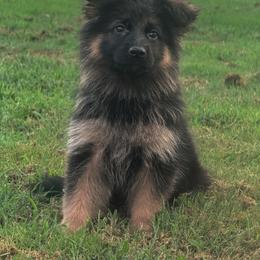 Female 2 - Black and red female German Shepherd puppy in Salem, South Carolina from Von Maqqedah Haus German Shepherds