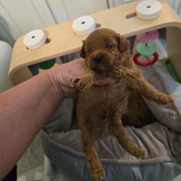 Love Bear - Red male Cavapoo puppy in Washington from Mt.BakerPoodles&Doodles