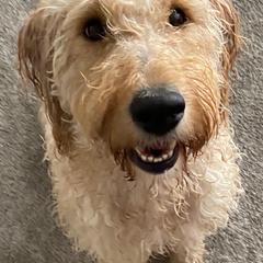 Goldendoodles and Golden Retrievers from Goldenhubb