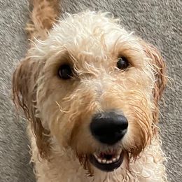 Goldendoodles and Golden Retrievers from Goldenhubb